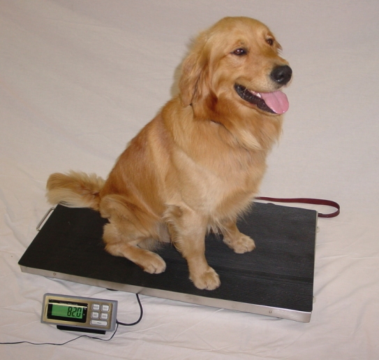 scale dog scales weighing vet lvs digital veterinary mat bella weigh ready ever